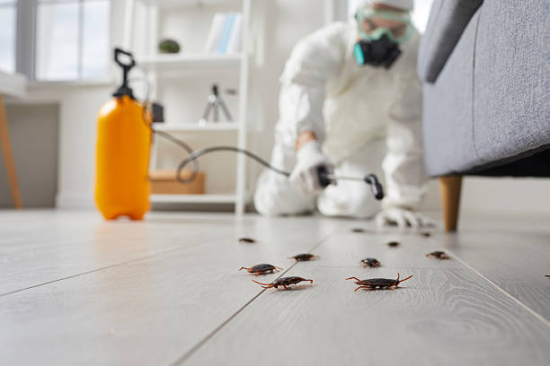 Post-Treatment Bed Bug Interceptor Monitoring in Ringwood